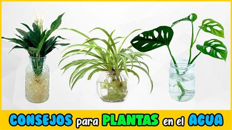 PLANTAS Que CRECEN En AGUA Y Su CORRECTO CUIDADO YouTube