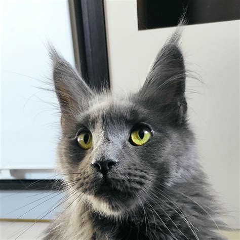 Maine Coon Felis Polonia płatna adopcja kotka lub do hodowli Wrocław