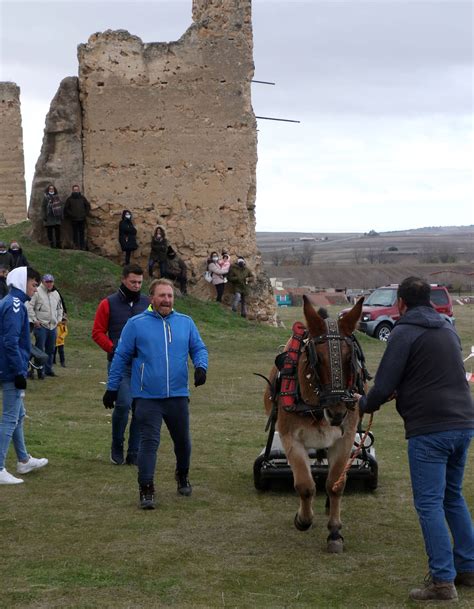 Fotos Feria de San Andrés en Turégano El Norte de Castilla