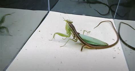 Praying Mantis vs. Lizard: What’s the Difference? - ReptileProfy