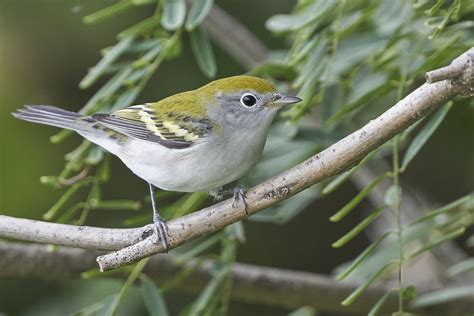 Chestnut Sided Warbler Dsc Dana Siefer Flickr