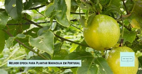 Quando Plantar Maracuj Em Portugal Guia Completo Como Fazer Tudo