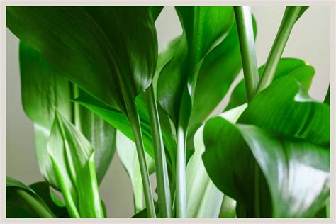 Aspidistra Elatior Cast Iron Plant Care Beginner S Guide