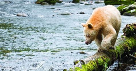 Great Bear Landmark Agreement Protects Worlds Largest Temperate