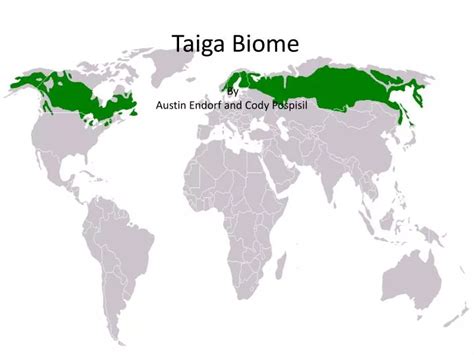 PPT - Taiga Biome PowerPoint Presentation, free download - ID:2098110