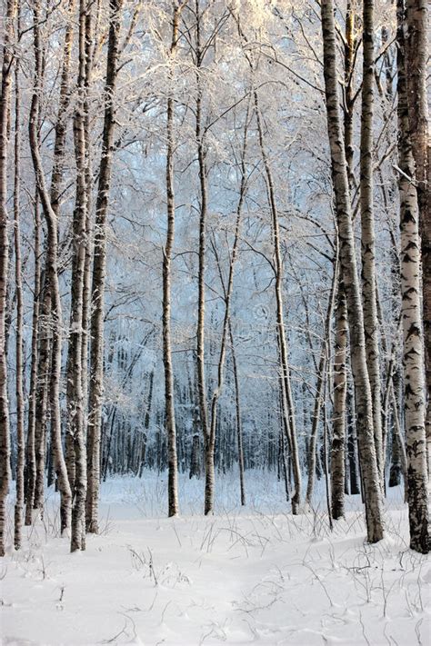 Arbres De Bouleau En Bois D Hiver Image Stock Image Du Panorama