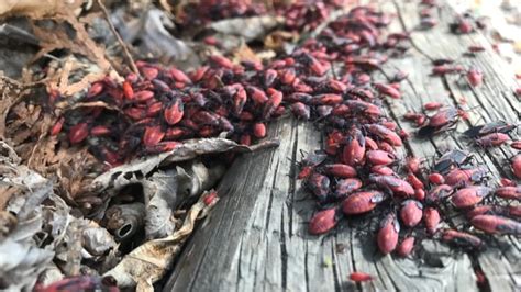 Maple Bugs Out In Force In Regina Cbc News