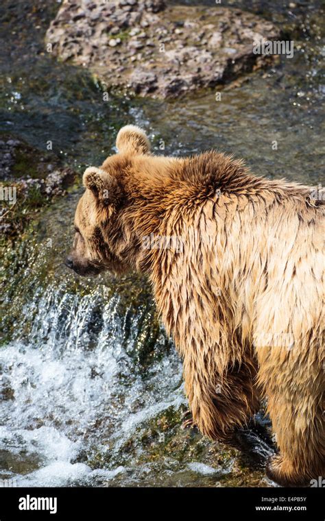 Brown Bear (Ursus arctos Stock Photo - Alamy