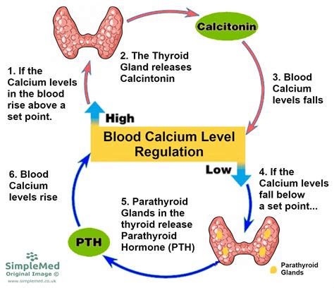 Three Functions Of Calcium