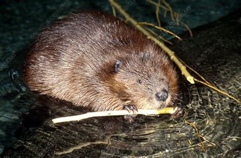 Beaver Feeding Stock Image Z9180305 Science Photo Library