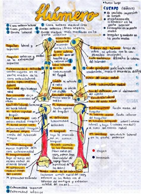 OSTEOLOGÍA MIEMBRO SUPERIOR uDocz Anatomia y fisiologia humana