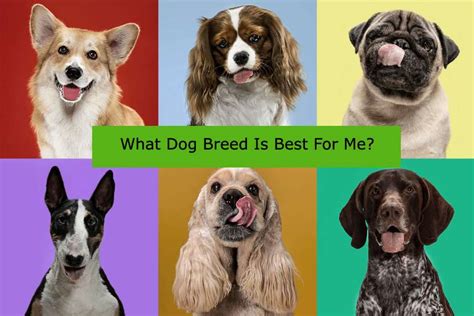 What Dog Breed Is Right For You Nbkomputer