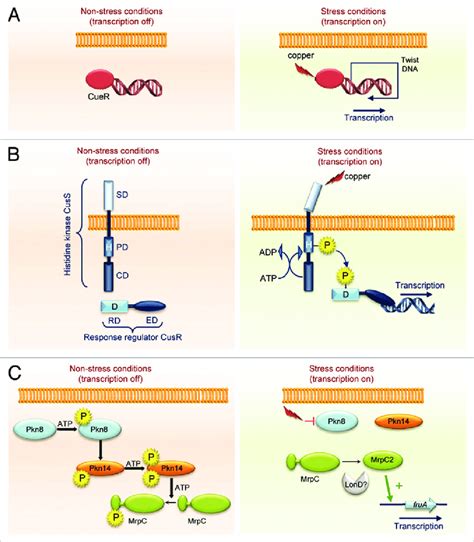 Sensory Transduction