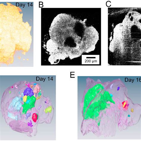 Oct Imaging And D Rendering Of A Representative Human Heart Organoid