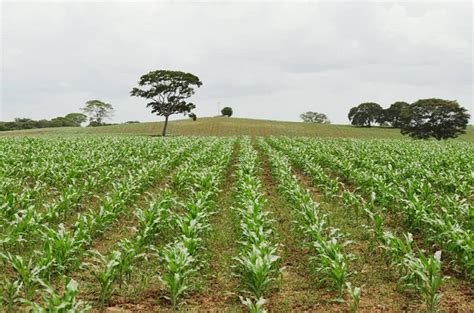 Gobierno Anunci Relanzamiento De La Gran Misi N Agrovenezuela