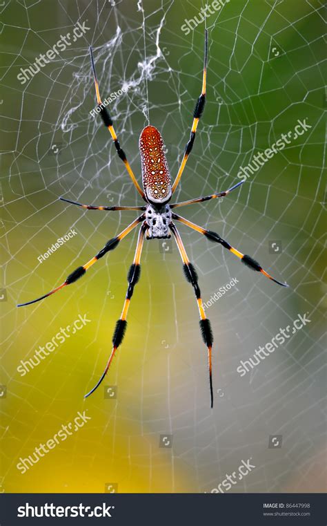 Colorful Banana Spider Web Florida Wetland Stock Photo 86447998 ...