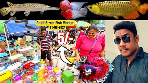 Recent Aquarium Fish Price Update Galiff Street Fish Market Galiff