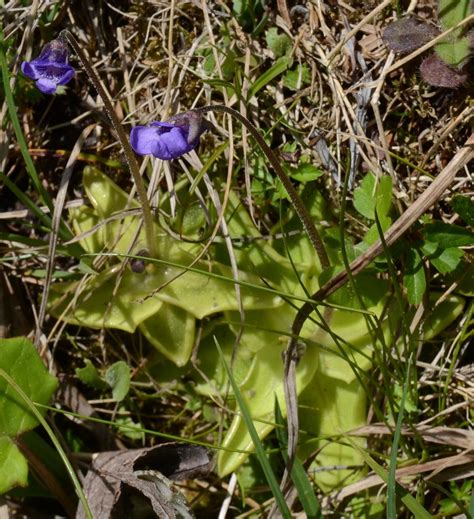 Pinguicula Vulgaris