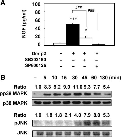 Der P Induced Ngf Release Via P Mapk And Jnk Pathways In Mlg Cells