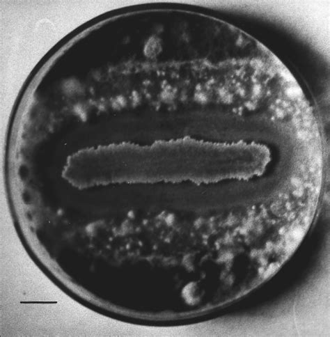 Isolation Of Bacillus Strains From The Rhizosphere Of Cereals And In