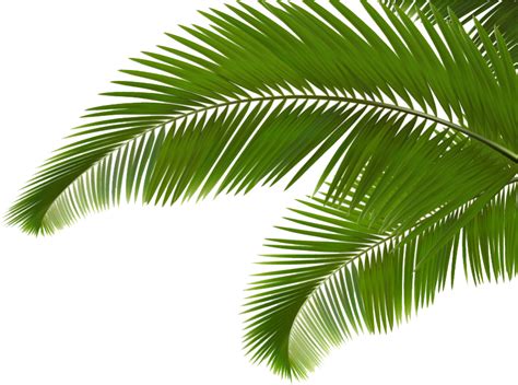 Image Result For Palm Frond Transparent Png C