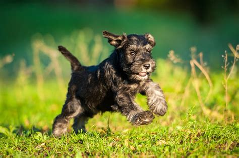 How To Prepare For A Miniature Schnauzer Puppy Dog Ownership Wag