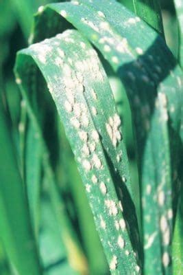 200908 Fungal diseases pic 004 Powdery-mildew-on-wheat-crop-resize ...