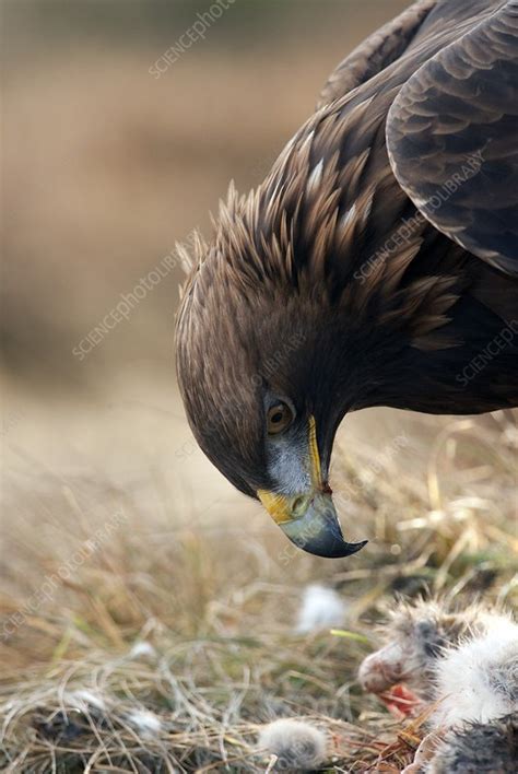 Golden eagle feeding - Stock Image - C008/7760 - Science Photo Library