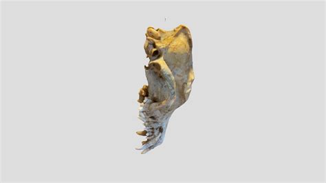 Geriatric Dog Skull Download Free 3d Model By Studyskin 12e93b8