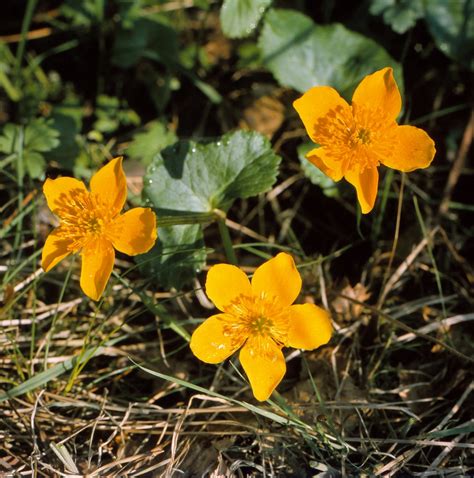 Caltha Palustris L Sumpf Dotterblume Marsh Marigold Flickr