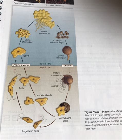 Life Cycles Bio Lab 1 Flashcards Memorang