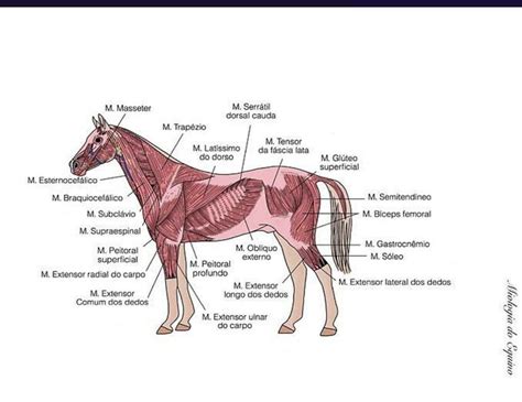 Miología del equino fraii uDocz