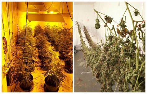 Hundreds Of Cannabis Plants Seized In Dawn Raid At Warehouse Birmingham Live