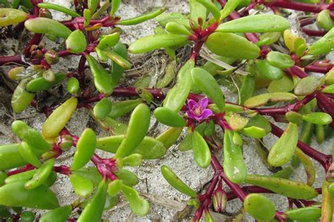 Sesuvium portulacastrum (Sea Purslane)