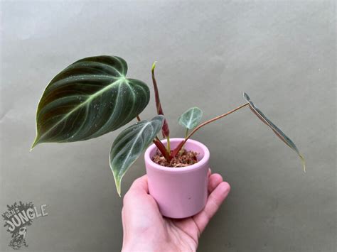 Philodendron Spec El Choco Red Babyplant 19 90