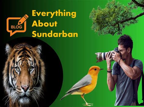 Best Tips | Everything About Sundarban | Royal Sundarban Tourism 2021