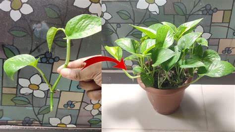 How To Grow Money Plant Faster Money Plant Growth Hacks Grow Money Plant Faster Cutting