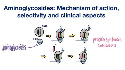 Aminoglycosides Mechanism Of Action Selectivity And Clinical Aspects