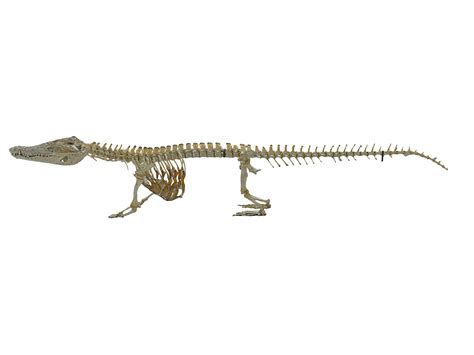 3D Alligator Skeleton Hd Model TurboSquid 1570942