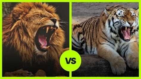 Tiger vs. Lion! - Hypothetical Animal Battles