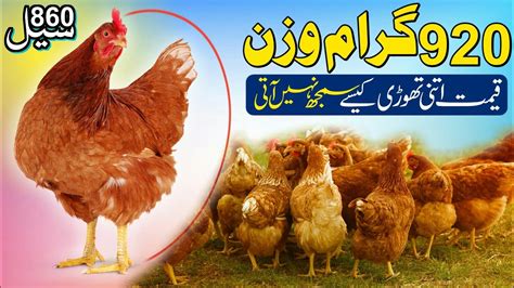 Poultry Farming In Pakistan Golden Desi Murgi Desi Poultry Farming