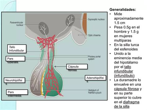 Generalidades Y Hormonas De La Glandula Hipofisis PPT