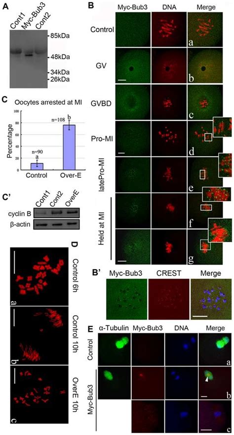 Overexpression Of Bub3 In Meiosis I Inhibits MI AI Transition A