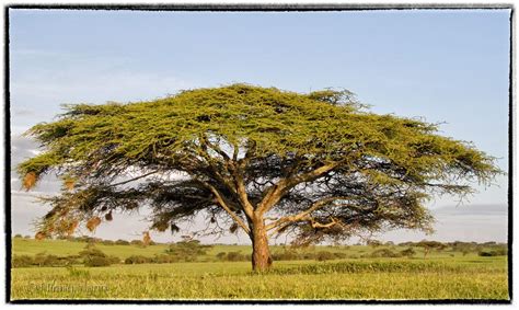 Show Us Your Acacia Thorn Trees Your Africa Images Safaritalk