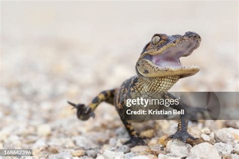 Gator Attack High-Res Stock Photo - Getty Images