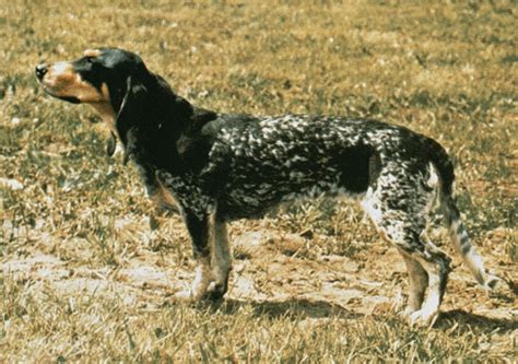 Kis Luzerni Kopó Jura Niederlaufhund Kutya Tár