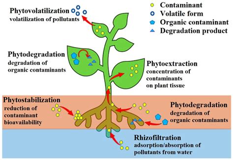 Phytoremediation Using Biology To Address Nutrient Pollution