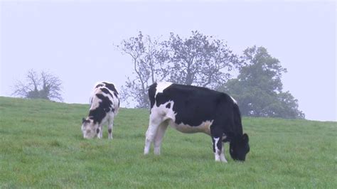 Field Management When Outwintering Livestock Ahdb Dairy Youtube