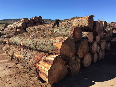 Aserralpe Sl Noticias Caracter Sticas Y Usos De La Madera De Pino