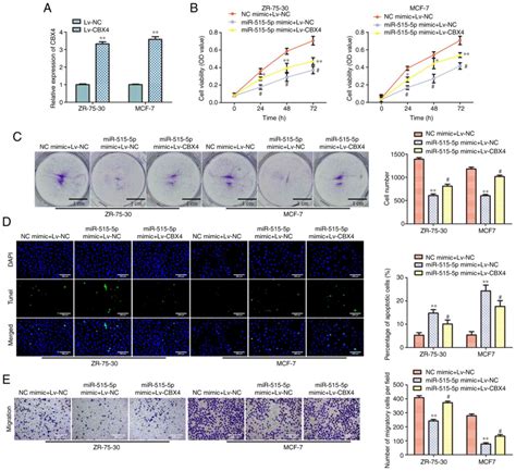 MiR5155p Inhibits The Proliferation Migration And Invasion Of Human